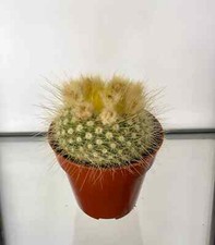 Golden powder puff for sale  NORWICH