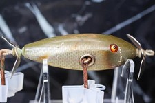 Creek chub injured for sale  Winter Garden