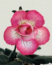 Miniature sinningia lisa for sale  Summerville