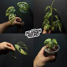 Monstera adansonii aurea gebraucht kaufen  Lengede