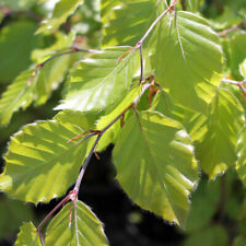 Fagus sylvatica european for sale  UK