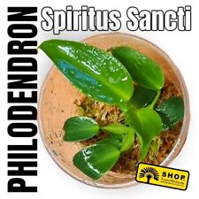 Philodendron spiritus sancti gebraucht kaufen  Berlin