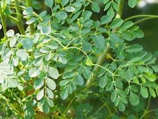 Arbre vie moringa d'occasion  Luzech