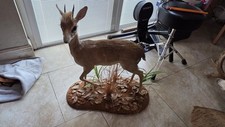 Kirk dik dik for sale  Homestead