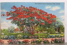 royal poinciana tree for sale royal poinciana tree for sale Wilmington