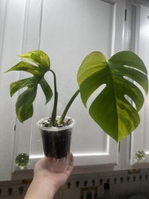 Monstera aurea variegated for sale  Johnstown