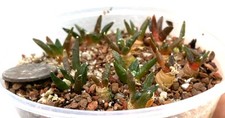 Cactus plant ario for sale  San Jose