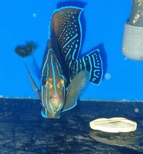 Koran angelfish wysiwyg for sale  Homestead