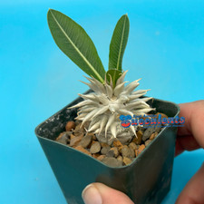 Pachypodium brevicaule densifl d'occasion  Expédié en Belgium
