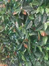 Siepe artificiale photinia usato  Putignano