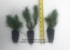 Dwarf swiss mountain for sale  Albany