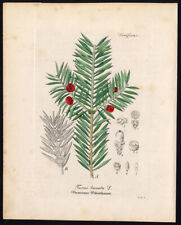 Rare antique botanical d'occasion  Expédié en Belgium