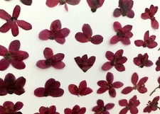 Purple natural pressed for sale  Jensen Beach