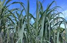 Cuttings sugarcane heirloom for sale  Boca Raton