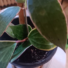 Hoya macrophylla variegated for sale  Bloomfield