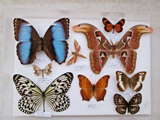 Butterfly moth collection for sale  WATERLOOVILLE