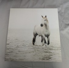 White arabian stallion for sale  Tooele