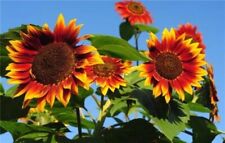 Graines tournesol beauté d'occasion  Nyons