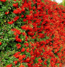 Pyracantha mohave red for sale  BALLYMENA