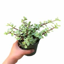 Variegated elephant bush for sale  Lake Forest