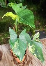 Syngonium aurea variegated for sale  Hollywood
