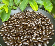 Soursop seeds for sale  Malabar