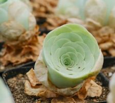Rare succulent. mountain for sale  Riverdale