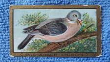 pigeon bird for sale pigeon bird for sale Coupeville
