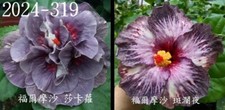 Formosa shakaro formosa gebraucht kaufen  München