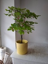 Prebonsai rohling rotbuche gebraucht kaufen  Südharz
