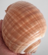 Curiosité coquillage enooorme d'occasion  Montpellier-