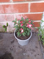 vertical garden for sale vertical garden for sale SOUTHAMPTON