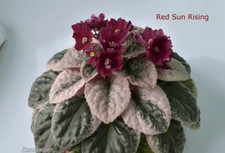 African violet starter for sale  Elberton