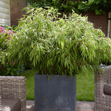 Outdoor plants fargesia for sale  PETERBOROUGH