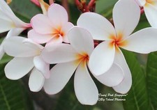 Dwarf pink singapore for sale  Jacksonville