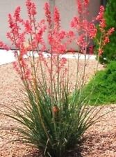 High red yucca for sale  Irwin
