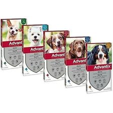 Elanco advatix dog usato  Ormelle