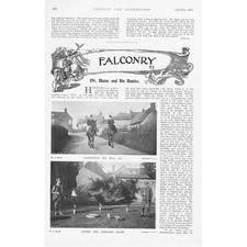 Falconry blaine hawks for sale  GLASGOW