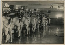 Dairy farm milking for sale  BALERNO