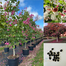 Usado, Orquídea roxa Bauhinia borboleta jardim árvore floreira 50 sementes comprar usado  Enviando para Brazil
