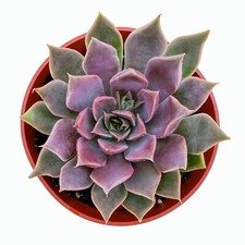 Echeveria mensa succulent for sale  Fallbrook