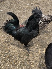 Pure bred ayam for sale  Lockridge