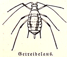 Alte lithographie getreidelaus gebraucht kaufen  Monheim