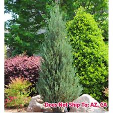 Evergreen skyrocket juniper for sale  Miami
