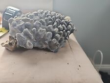 natural decor coral real for sale  Evansville