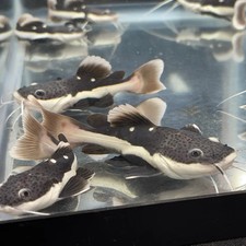 Red tail catfish for sale  Ruskin