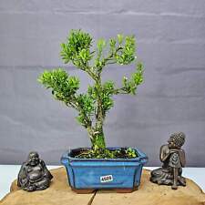 Boxwood bonsai tree for sale  LEEDS