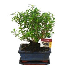 Bonsai bonsai serissa gebraucht kaufen  Zweibrücken