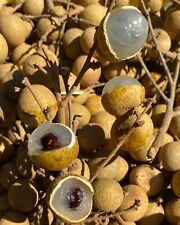 Longan tropical fruit for sale  Tampa