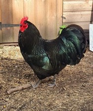 Fresh eggs pure for sale  KIDWELLY